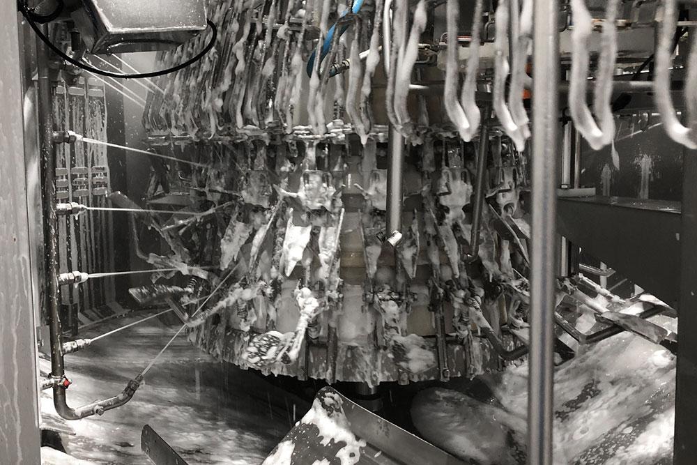 Limpieza de la evisceradora Limpieza de la evisceradora